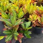 [Plante in die huis] Croton: Basiese reëls van sorg