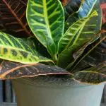 [Rośliny w domu] Croton: Podstawowe zasady opieki