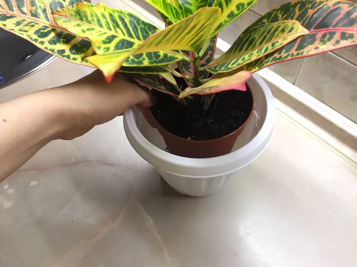[Plantes a la casa] Croton: Regles bàsiques d'atenció
