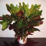 [მცენარეები სახლში] Croton: ძირითადი წესები ზრუნვა