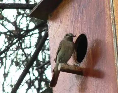 Bunnen (Villercher fir Villercher) maachen et selwer. Wéi ee Vugelhouse ze maachen - Uweisungen an Zeechnen