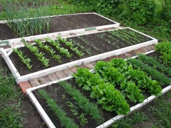 Vườn cho lười biếng và thông minh: Làm thế nào để tạo ra những chiếc giường thoải mái và trái cây