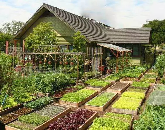 Градина за мрзливи и паметни: Како да се направи удобно и овошни кревети