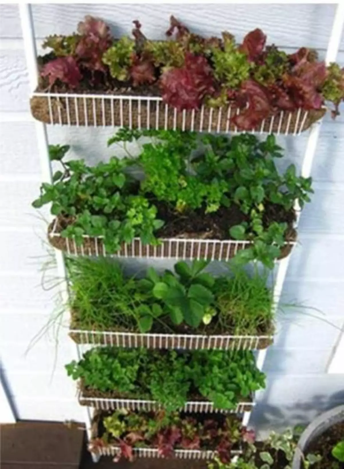 Домашнее выращивание овощей. Кислица микрозелень. Мини огородик на балконе. Мини огород в кашпо. Грядки на балконе.