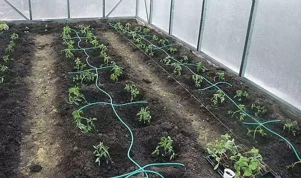 温室と庭の中の灌漑を滴下する
