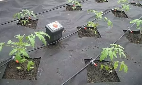 溫室和花園裡的滴灌灌溉自己自己做