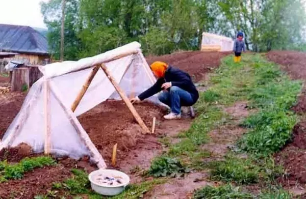 Yadda Ake Yin Greenhouse: 8 Tsarin Tekun Tea