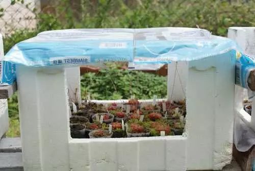 Maitiro ekuita greenhouse: 8 zvigadzirwa uye mazano egungwa