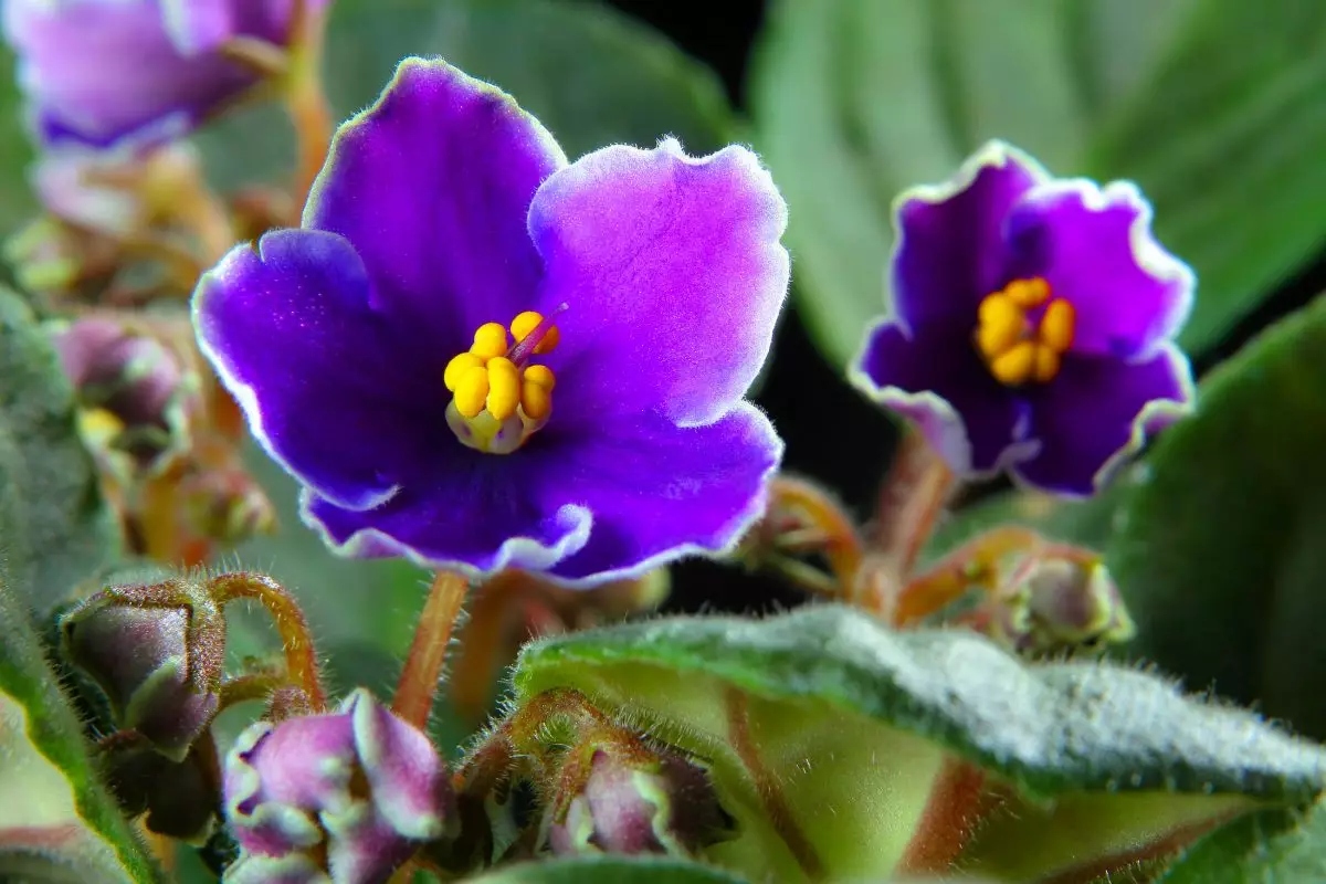 [Talossa olevat kasvit] Kuinka hoitaa Afrikan violetti?