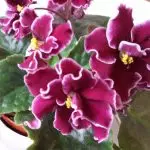 [Talossa olevat kasvit] Kuinka hoitaa Afrikan violetti?