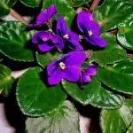 [家裡的植物]如何照顧非洲紫羅蘭？