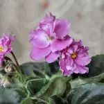 [Растения в къщата] Как да се грижим за африканската виолетова?