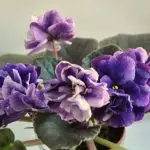 [Planter i huset] Hvordan bryr seg om afrikansk fiolett?