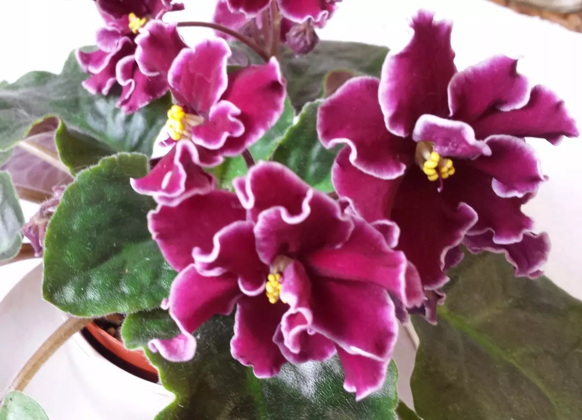 [Plants in the house] How to care for African violet?