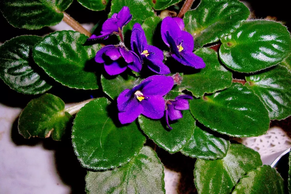 [Pflanzen im Haus] Wie kümmert man sich um afrikanische Violet?