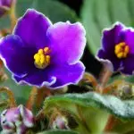 [Plantes a la casa] Com tenir cura de violeta africana?