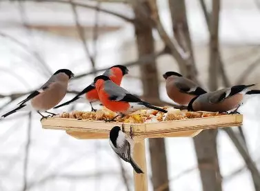Cum de a face un alimentator pentru păsări cu propriile mâini - fotografie și video
