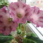 [Plants in the house] Gloxinia: how to care for?