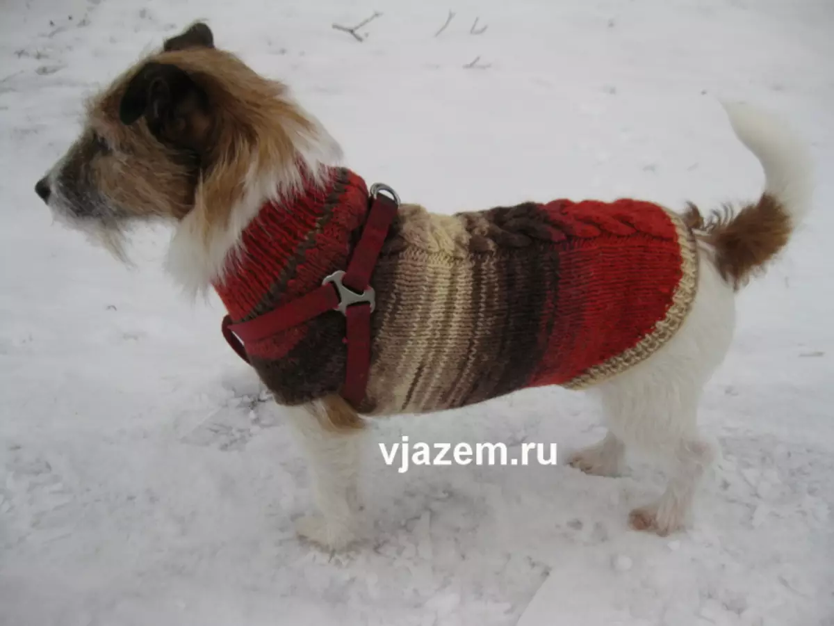 Sweater untuk anjing dengan jarum mengait: kelas induk dengan skim dan video