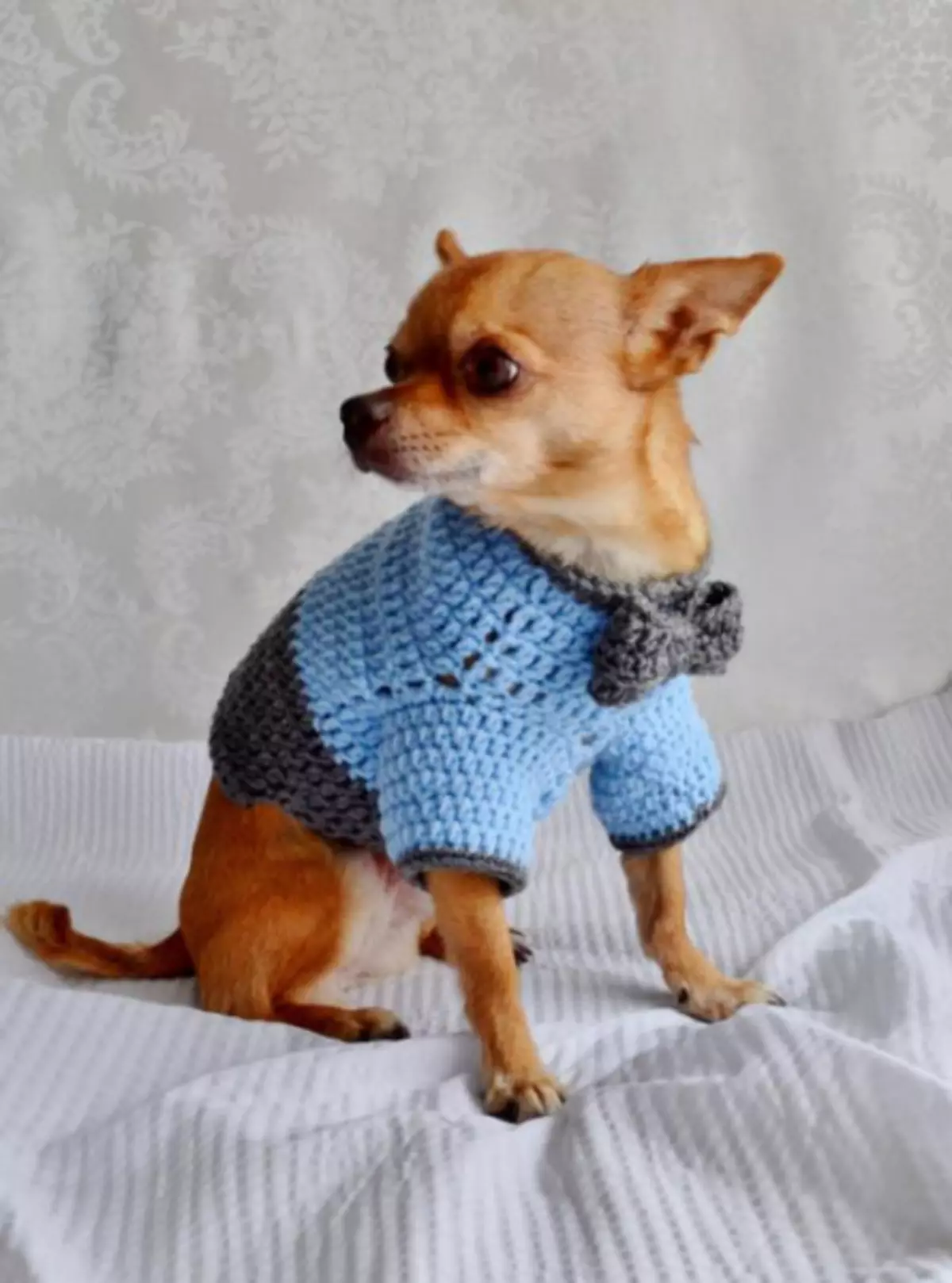 Megztinis šunims su mezgimo adatomis: meistrų klasė su schemomis ir vaizdo įrašais