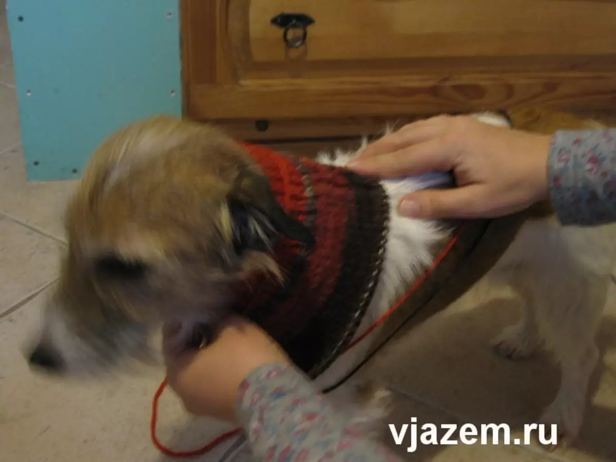 Megztinis šunims su mezgimo adatomis: meistrų klasė su schemomis ir vaizdo įrašais