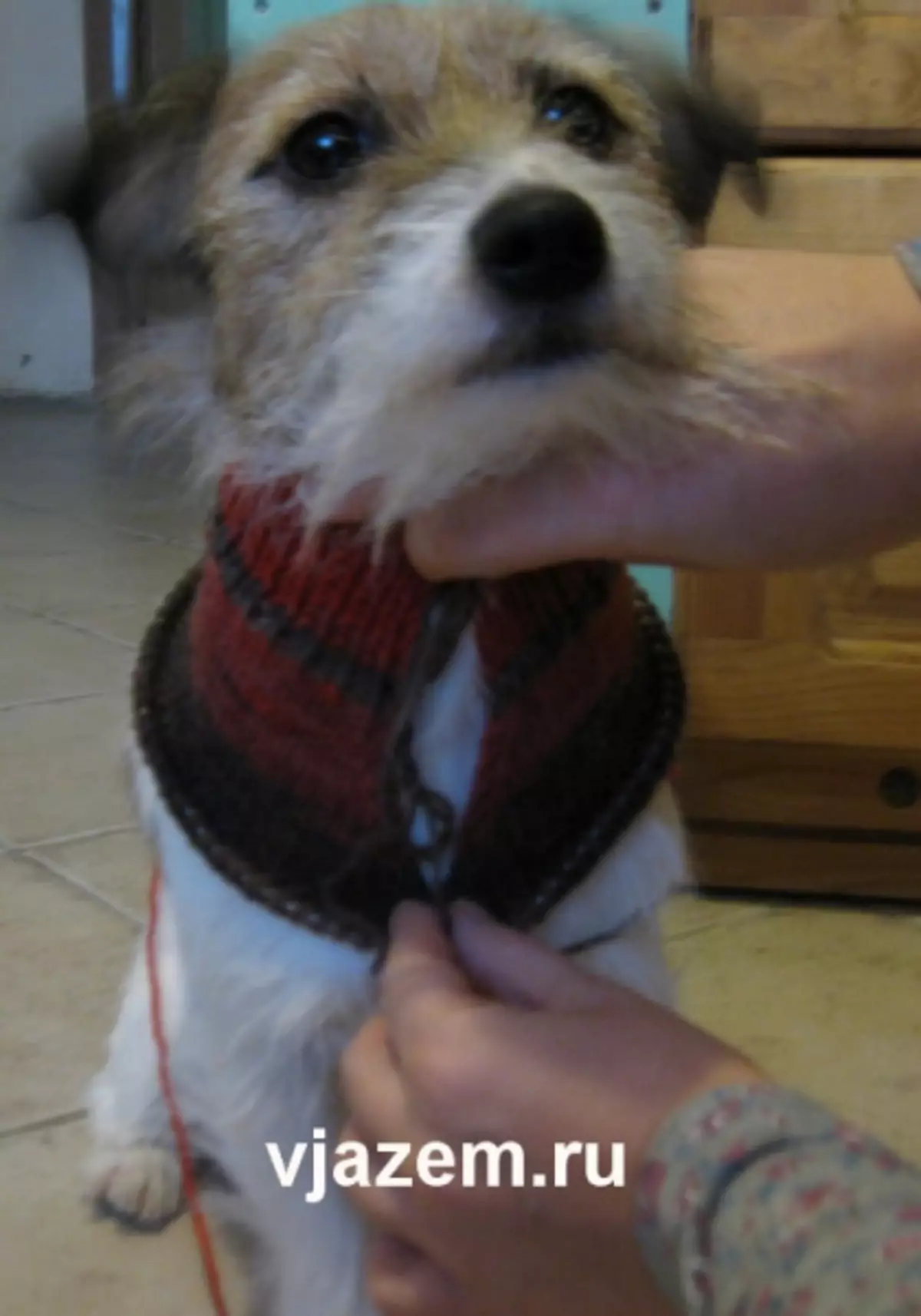 有针织针的狗的毛衣：主班与计划和视频