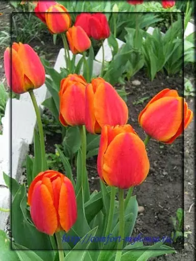 Lente blomme tulpe