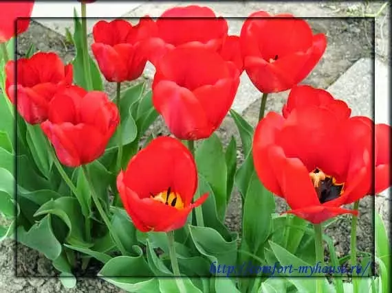 Tulipas de flores de primavera