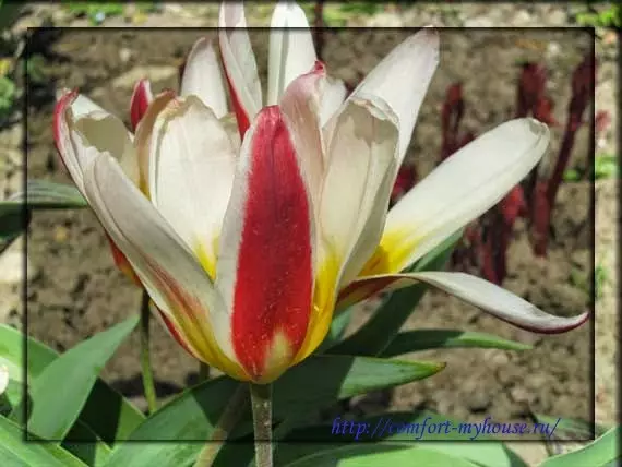 Printempaj floroj tulipoj