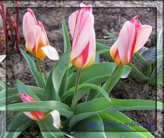 Printempaj floroj tulipoj
