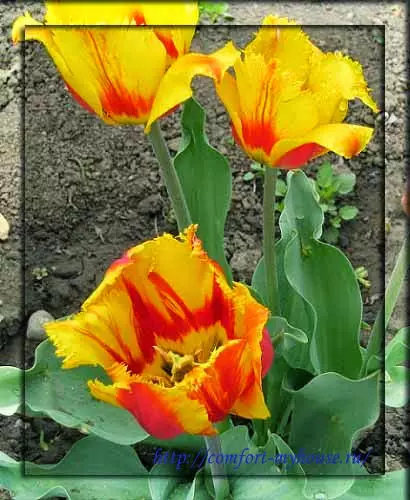 ផ្កានិទាឃរដូវ tulips