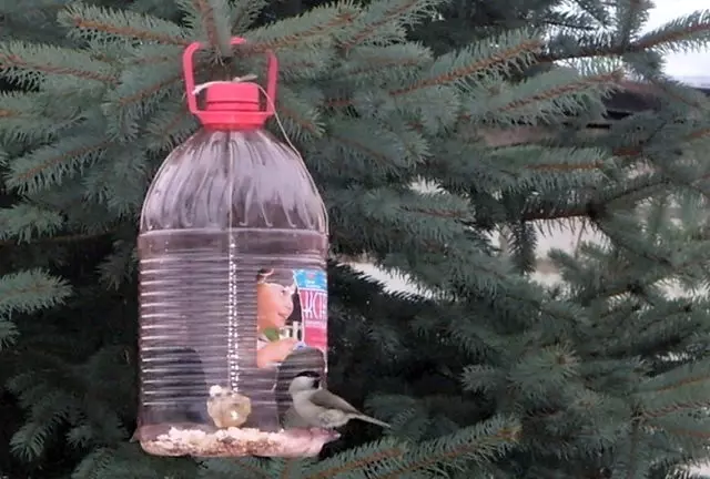 Ako rýchlo a stačí urobiť vtáčie podávač z plastovej fľaše?