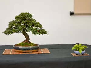 တစ် ဦး မီးဖိုချောင်အလှဆင်အဖြစ် bonsai