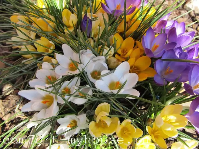Višegodišnje cvjetove iz žarulja: fotografija, naslovi, osobitosti
