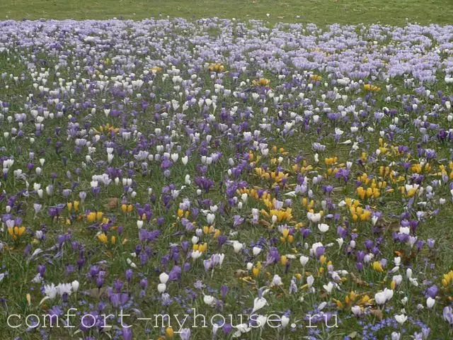 Mehrjährige Blumen aus den Zwiebeln: Foto, Titel, Besonderheiten