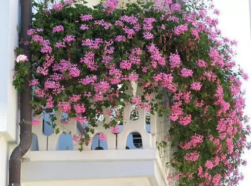Krøllede planter til balkonen: valg og pleje (foto)