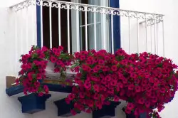 Krullerige plante vir die balkon: keuse en sorg (foto)