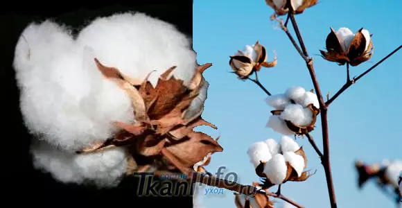 Cotton (cotton) - komposisyon, katangian, application at materyal na pangangalaga