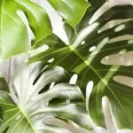 [घर में पौधे] 5 फैशनेबल पौधे