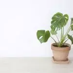 [Növények a házban] 5 divatos növények