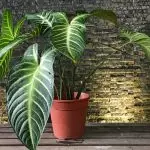 [Planten yn 'e hûs] 5 modieuze planten