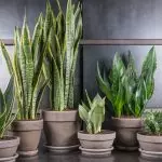 [Augalai namuose] 5 madingi augalai