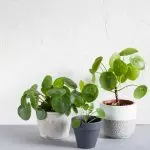 [Planten yn 'e hûs] 5 modieuze planten