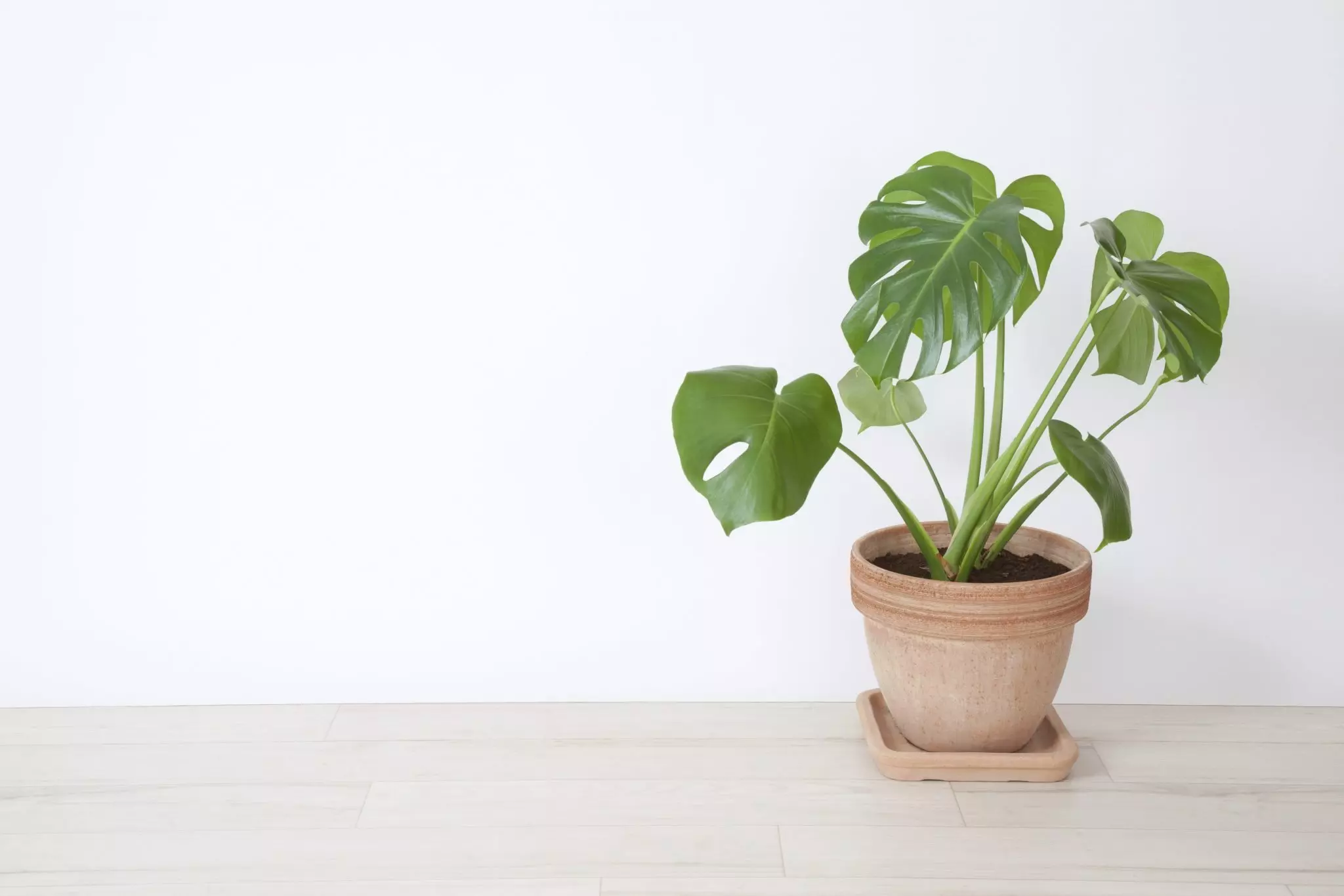 [Planter i huset] 5 fasjonable planter