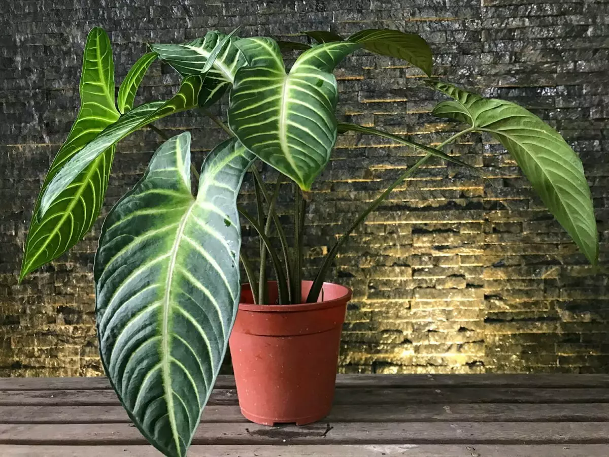[Augalai namuose] 5 madingi augalai