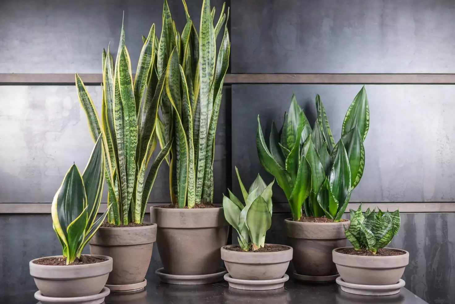 [Planter i huset] 5 fashionable planter