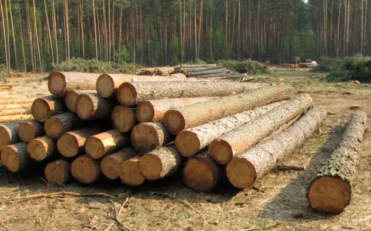 Comment gérer l'arbre dans le bain?