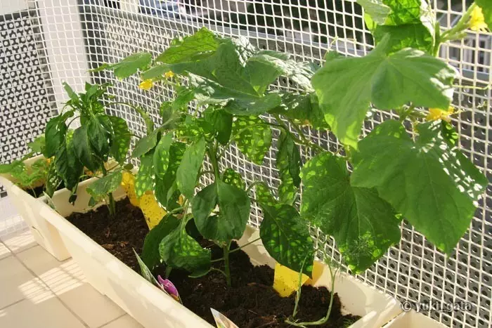 Hoe komkommers op het balkon in de zomer te laten groeien (foto en video)