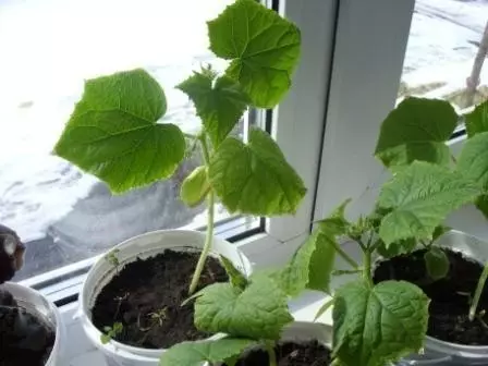 Com créixer cogombres al balcó a l'estiu (foto i vídeo)