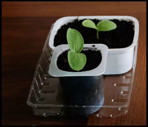 How to grow cucumbers on the balcony in the summer (photo and video)